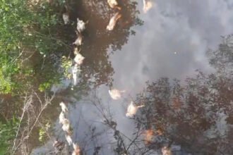 Tangkapan layar ayam mati di sungai Bontang Lestari. (Istimewa)