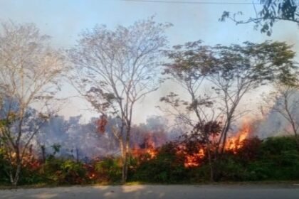 kebakaran lahan di jl