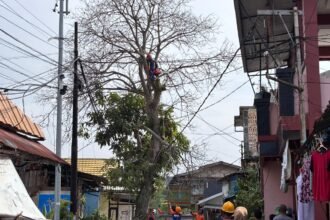 BPBD Bontang saat eksekusi pohon di Jalan Melawai RT 23, Kelurahan Berbas Pantai.
