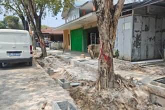 Salah satu pohon yang akan ditebang demi kelancaran infrastruktur yang tengah dikerjakan pemerintah di Jalan Awang Long Bontang Baru. (istimewa)